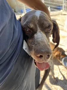 Hund Choco adoptieren