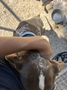 Hund Choco adoptieren