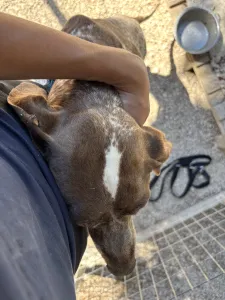 Hund Choco adoptieren