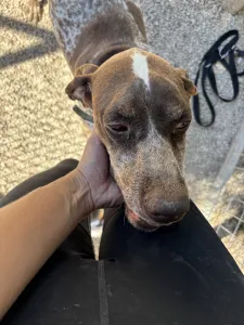Hund Choco adoptieren