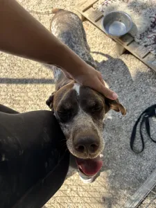 Hund Choco adoptieren