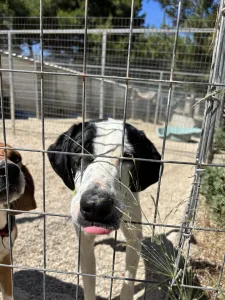 Adopt Fiouris