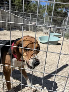 Adoptionsprofil für Elpida