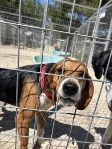 Adopt Elpida