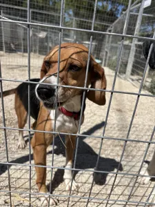 Adopt Elpida