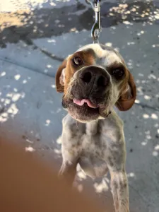 Adopt Bella