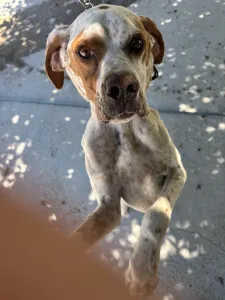 Adopt Bella