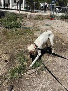 Adoptionsprofil für Louk