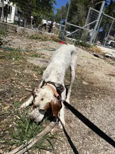 Adopt Bella