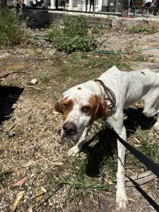 Adopt Louk