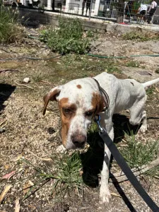 Adopt Bella
