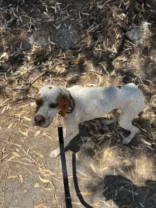 Adopt Bella