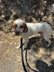 Adopt Bella