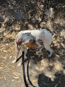 Adopt Louk