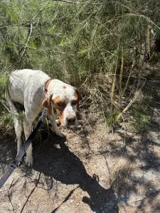 Adopt Louk