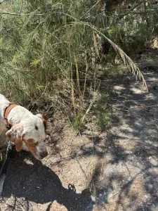 Adopt Bella