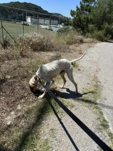 Adopt Louk