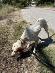 Adopt Louk