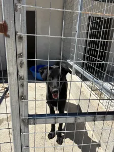 Adopt Melpo