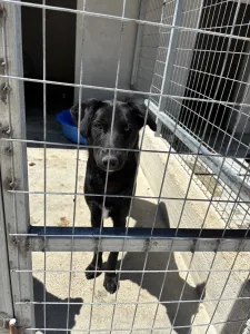 Adopt Melpo