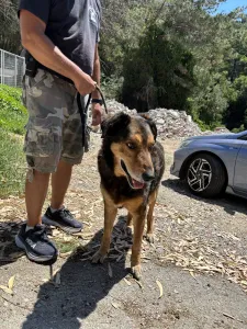 Adopt Nappi