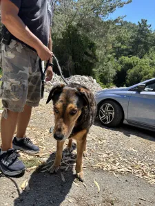 Adopt Nappi