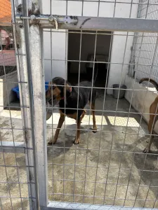 Adoptie hond Molly