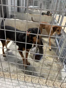 Adoptie hond Molly
