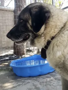 Adopt Mayia