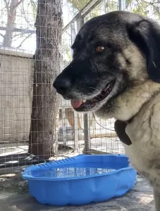 Adopt Mayia
