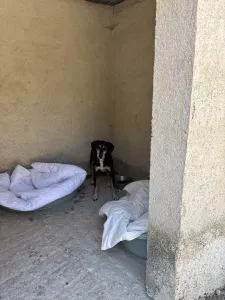 Adopt Despina