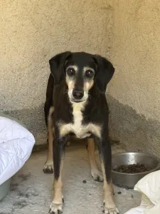 Adopt Despina