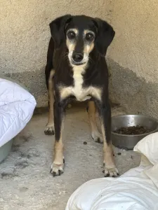 Adopt Despina
