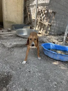 Adopt Coffee