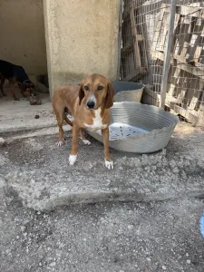 Adopt Coffee