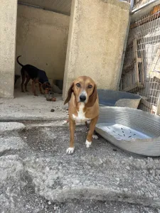 Adopt Coffee