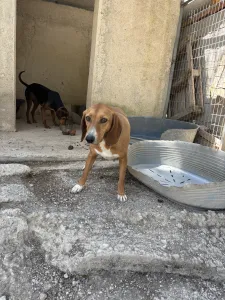 Adopt Coffee