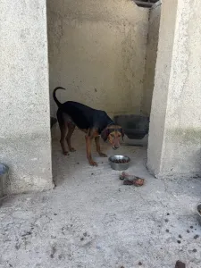 Adopt Taz