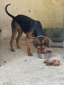 Adopt Taz