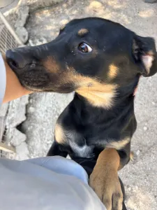 Adopt Pongo