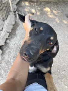 Adopt Pongo
