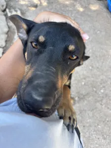Adopt Pongo