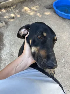 Adopt Pongo