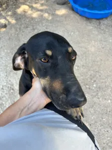 Adopt Pongo