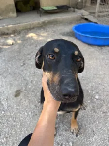 Adopt Pongo