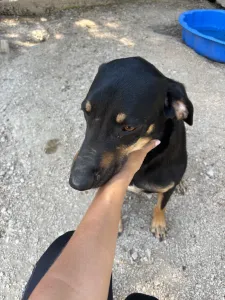 Adopt Pongo