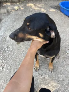 Adopt Pongo