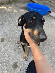Adopt Pongo