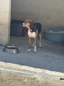 Adopt Elpida