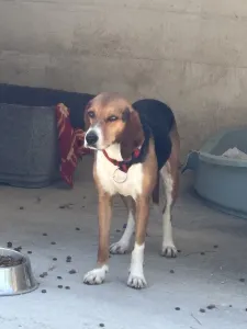 Adopt Elpida